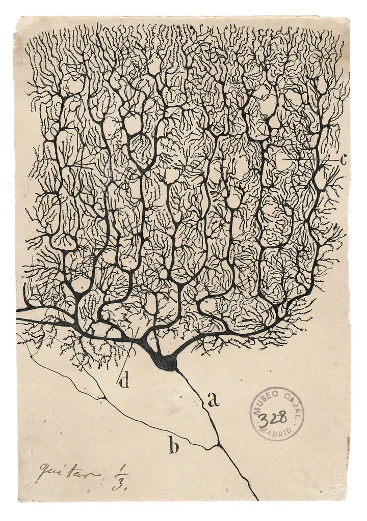 Neurona de Purkinje dibujada por Cajal